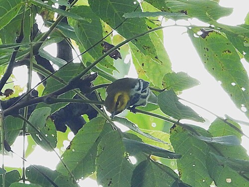 Black-throated Green Warbler