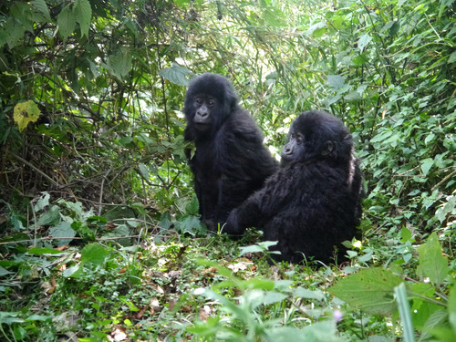 Mountain Gorilla