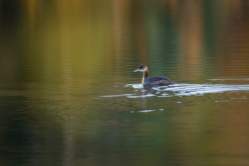 Red-necked Grebe