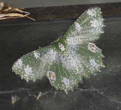 Eucyclodes fascinans