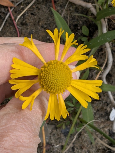 common sneezeweed