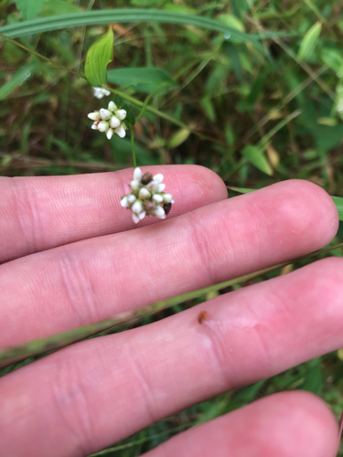 arrow-leaved tearthumb
