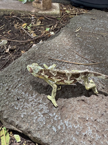 Trioceros jacksonii observed 2026-09-01