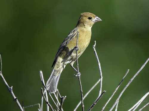 Blue Grosbeak