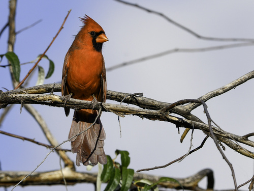 Northern Cardinal
