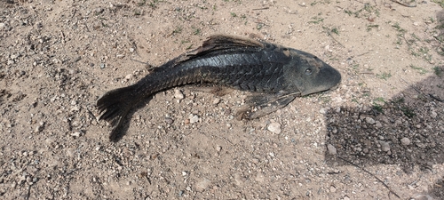 Red Fin Uruguay