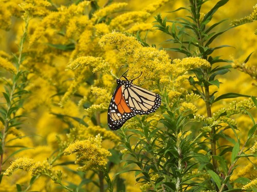 Monarch