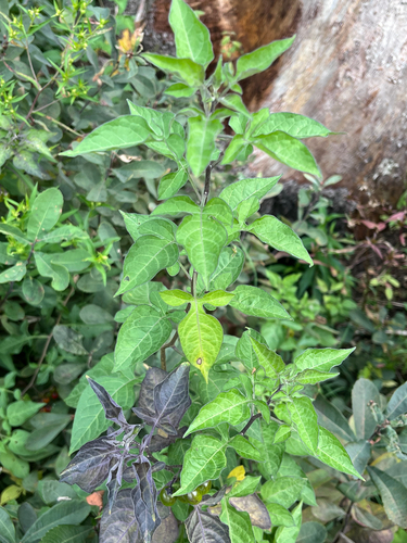 bittersweet nightshade
