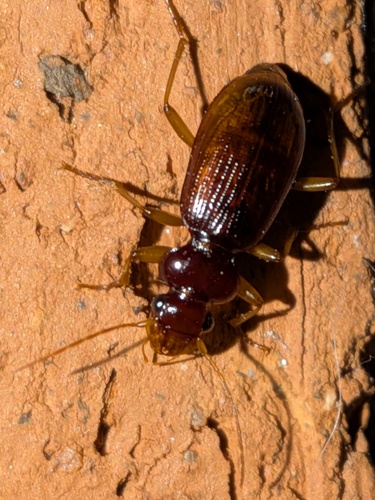 Leistus ferrugineus