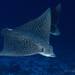 Whitespotted Eagle Ray - Photo (c) CORDENOS Thierry, some rights reserved (CC BY-NC), uploaded by CORDENOS Thierry