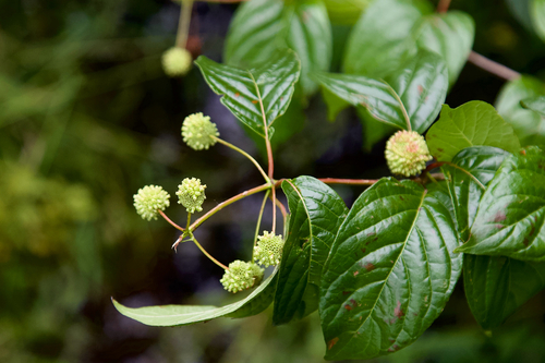 buttonbush