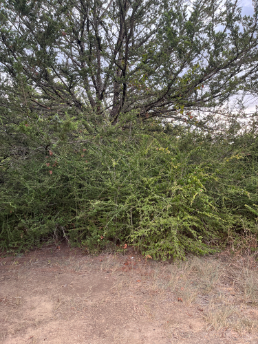 Quihoui privet