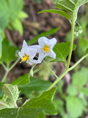 Solanum furcatum