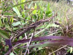 Microcoema acuminata