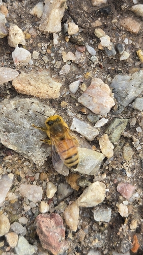 Western Honey Bee