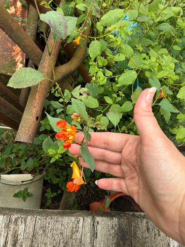 common jewelweed