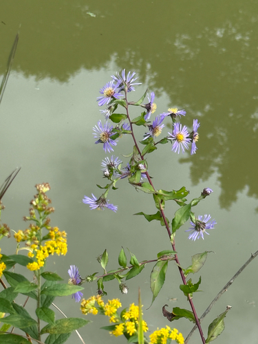 swamp aster