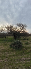 Trithrinax campestris