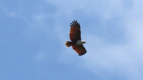 Brahminy Kite (Australasian)