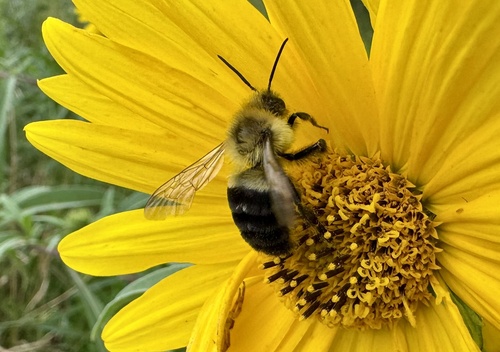 Common Eastern Bumble Bee