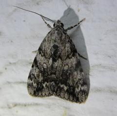 Catocala lineella