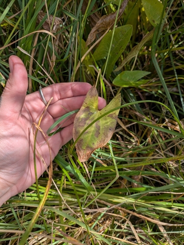 Sagittaria cuneata, photograph 3