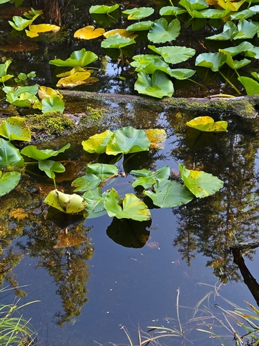 western yellow pond-lily