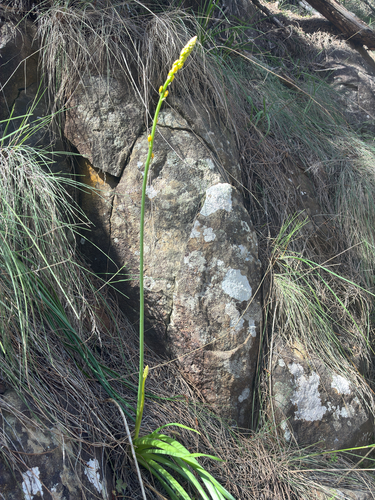 rock lily