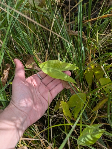 Sagittaria cuneata, photograph 4
