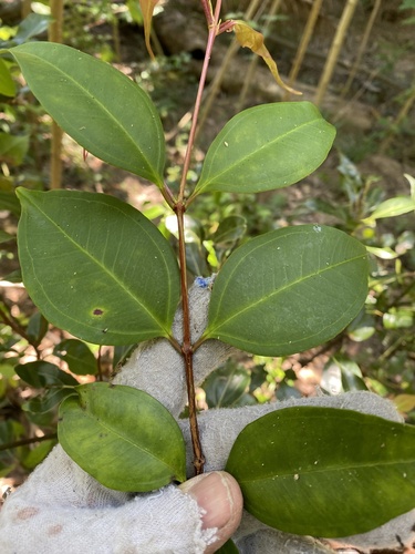 smooth scrub turpentine