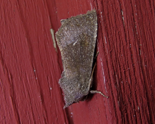 Silphium Borer Moth