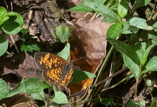 Pearl Crescent