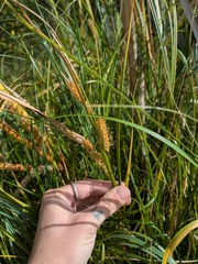 Carex utriculata