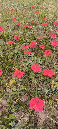 Peruvian Mock Vervain
