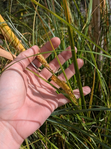 Carex utriculata, photograph 2