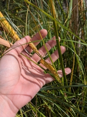 author not stated, no rights reserved Carex utriculata, photograph author not stated, no rights reserved