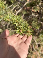 (c) Sara Niemuth, some rights reserved (CC BY) Pinus edulis, photograph (c) Sara Niemuth, some rights reserved (CC BY)