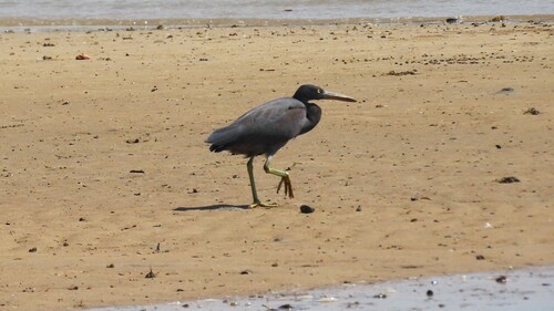 Pacific Reef Heron