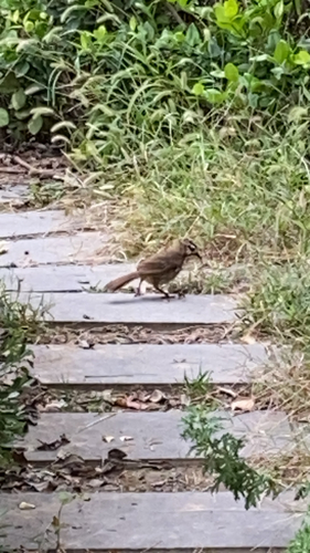 White-browed Laughingthrush