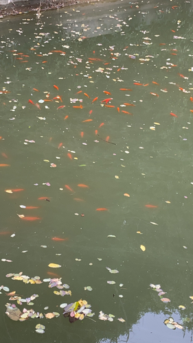 Goldfish