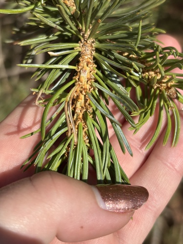 Pinus edulis, photograph 2