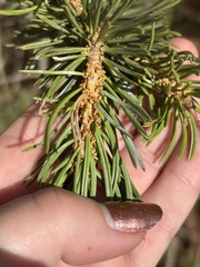 (c) Sara Niemuth, some rights reserved (CC BY) Pinus edulis, photograph (c) Sara Niemuth, some rights reserved (CC BY)