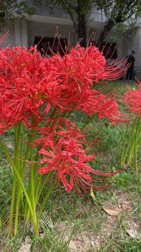 red spider lily