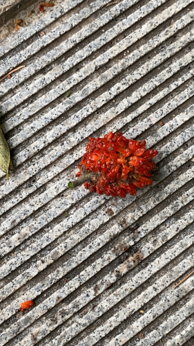 Paper mulberry