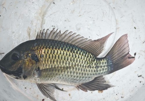 Blackchin Tilapia