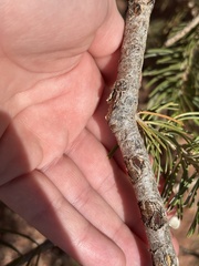 (c) Sara Niemuth, some rights reserved (CC BY) Pinus edulis, photograph (c) Sara Niemuth, some rights reserved (CC BY)