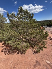 (c) Sara Niemuth, some rights reserved (CC BY) Pinus edulis, photograph (c) Sara Niemuth, some rights reserved (CC BY)