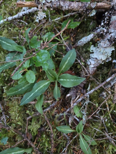 Western Rattlesnake Plantain