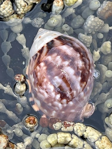 Semicassis labiata observed 2026-09-21
