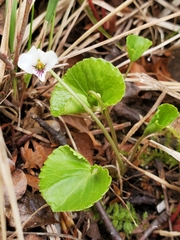 Viola renifolia